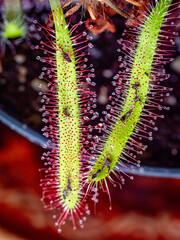 Die Klebetentakel des Sonnentau