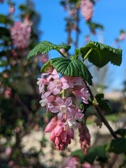 Flowering pink currant