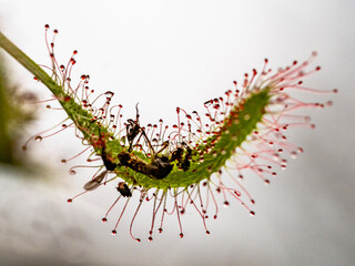 Die Klebetentakel des Sonnentau