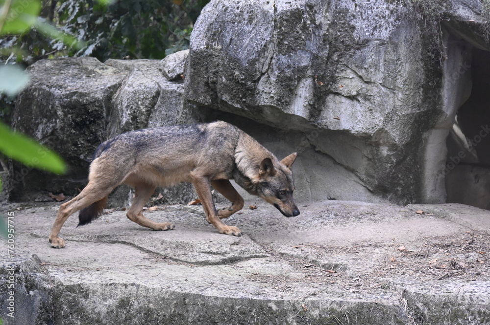 Sticker loup dans un parc animalier