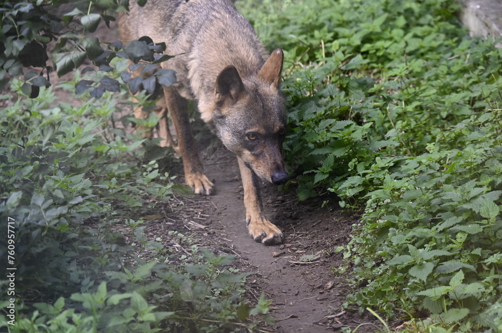 Sticker loup dans un parc animalier