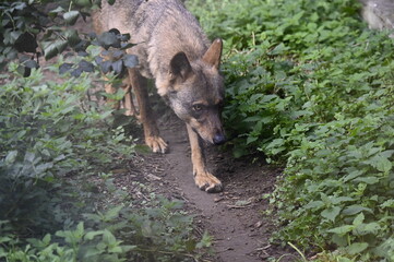 Loup dans un parc animalier