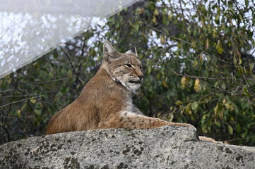 Félins dans un parc animalier