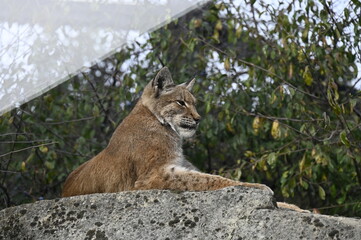 Félins dans un parc animalier