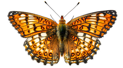 Melitaea phoebe butterfly, Knapweed fritillary isolated on white, top view, clipping path
