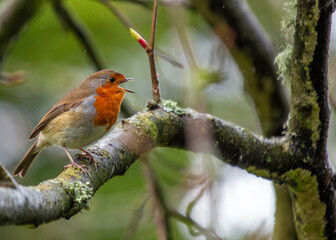 European Robin Red Breast (Erithacus rubecula) in National Botanic Gardens, Dublin, Ireland