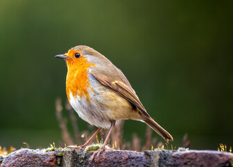 European Robin Red Breast (Erithacus rubecula) in National Botanic Gardens, Dublin, Ireland
