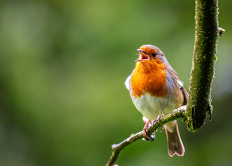 European Robin Red Breast (Erithacus rubecula) in National Botanic Gardens, Dublin, Ireland
