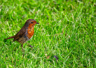 European Robin Red Breast (Erithacus rubecula) in National Botanic Gardens, Dublin, Ireland