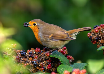 European Robin Red Breast (Erithacus rubecula) in National Botanic Gardens, Dublin, Ireland