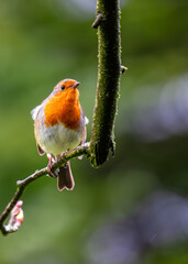 European Robin Red Breast (Erithacus rubecula) in National Botanic Gardens, Dublin, Ireland