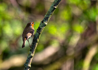 European Robin Red Breast (Erithacus rubecula) in National Botanic Gardens, Dublin, Ireland