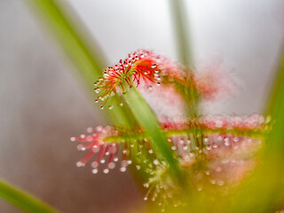 Die Klebetentakel des Sonnentau