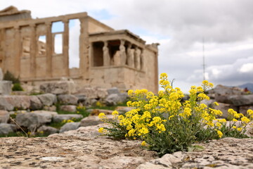Spring yellow flowers on Acropoli hill, behind them ancient building called Erechtheion in soft focus, without poeople
