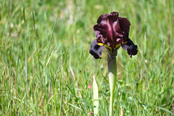 Iris purple (lat. - Iris atropurpurea), endemic in the Israel