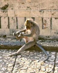 Vacation on Bali immersed in nature, sea and monkeys