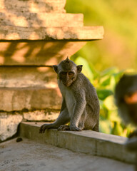 Vacation on Bali immersed in nature, sea and monkeys