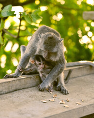 Vacation on Bali immersed in nature, sea and monkeys