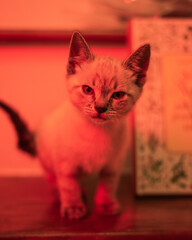 Kittens playing and looking cute