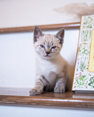 Kittens playing and looking cute