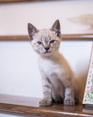 Kittens playing and looking cute