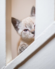 Kittens playing and looking cute