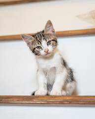 Kittens playing and looking cute