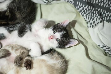 Kittens playing and looking cute