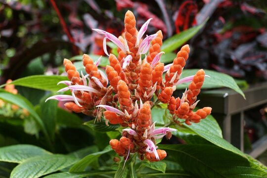 Close up of the cluster of pink and orange flowers of Aphelandra Sinclairiana
