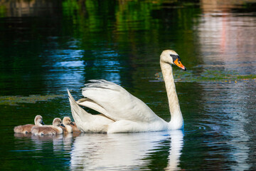 Mother Mute Swan and her family of cygnets on a lake waters