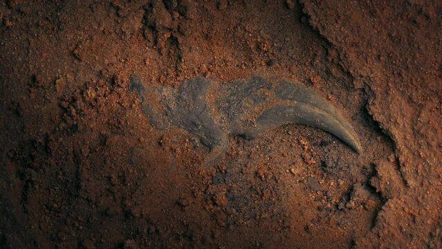 Dinosaur Claw Fossil Excavation Detail
