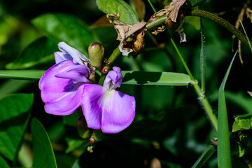 Perspective photograph of purple flowers, light green leaves on black background and out-of-focus background