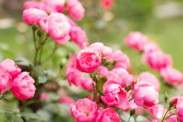 Beautiful close up photo of a lots of small pink flowers, rose flower heads, in the nice light bokeh garden background. Gift card, there is space for text.