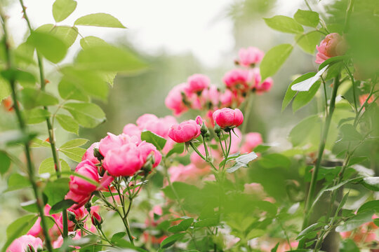Beautiful close up photo of a lots of small pink flowers, rose flower heads, in the nice light bokeh garden background. Gift card, there is space for text.