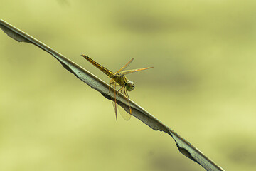 Perspective shot of a dragonfly on a dry leaf in a nature reserve