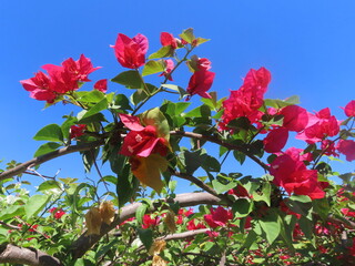 red flowers against sky