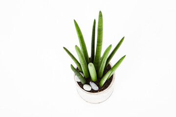 sansevieria in pot