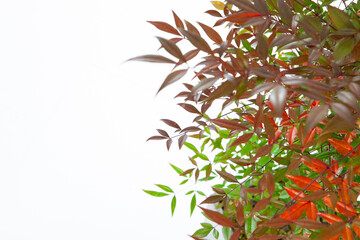 red and green leaves