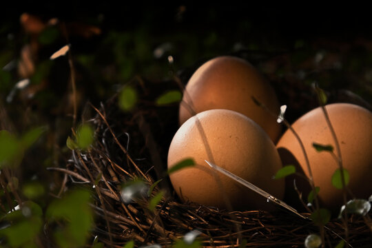 Eier in einem Osternest