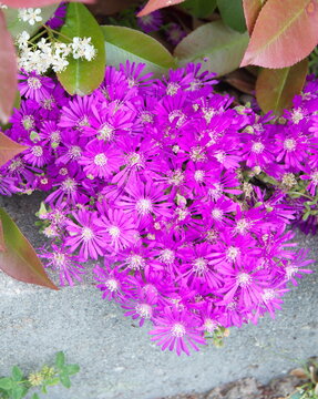 "Dewflowers"  - Succulent plant Drosanthemum from  southern Africa, with lilac-pink flowers