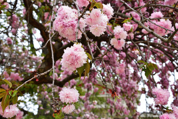 Paris, France. Cherry blossoms blooming in a park near the Champs Elysées. April 4, 2022.
