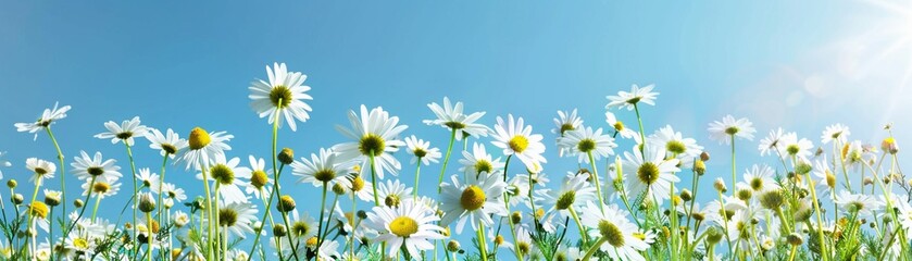 A lush field of white daisies with vibrant yellow centers basking in the sun against a clear blue sky. - Powered by Adobe