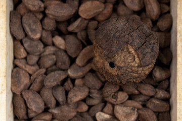 Brazil nut hedgehog, each fruit contains 12 to 25 nuts