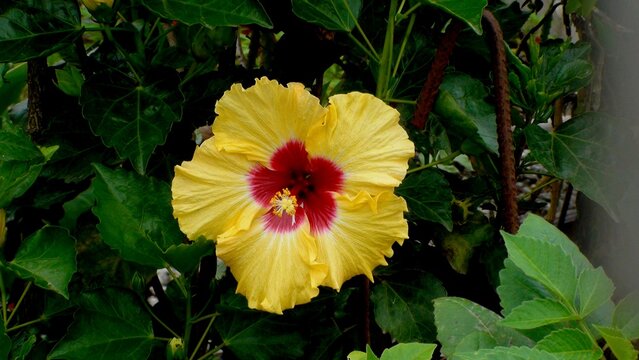 planta flor hibisco - Hibiscus