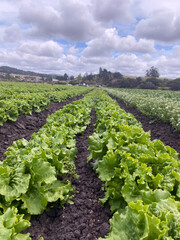 lettuce rows ready for harvest