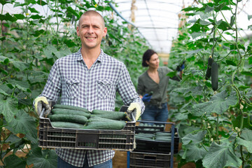 Farmer carrying plastic box full of cucumbers in greenhouse - 760993347