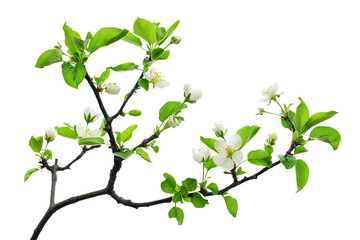 Apple tree brunch in spring isolated on white background, minimalist purity, serene feeling