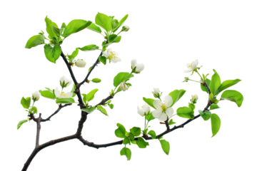 Apple tree brunch in spring isolated on white background, minimalist purity, serene feeling