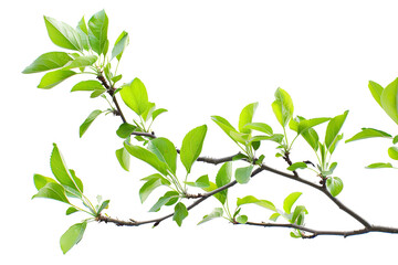 Apple tree brunch in spring isolated on white background, minimalist purity, serene feeling