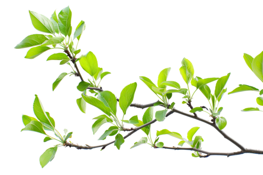 Apple tree brunch in spring isolated on white background, minimalist purity, serene feeling